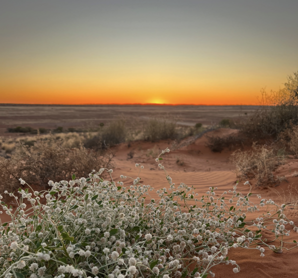 Wildflowers Birdsville