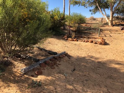 Birdsville cemetery 3