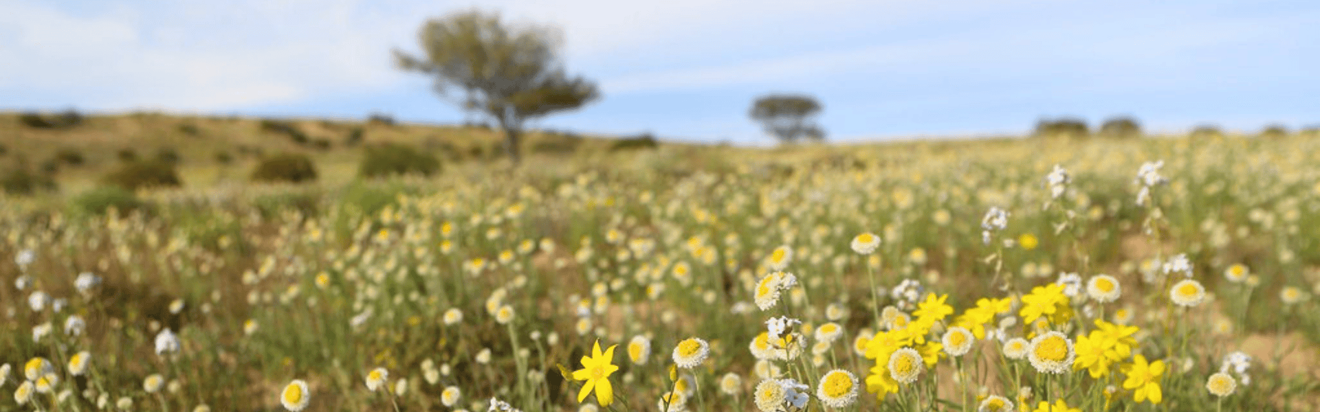 Birdsville wildflowers
